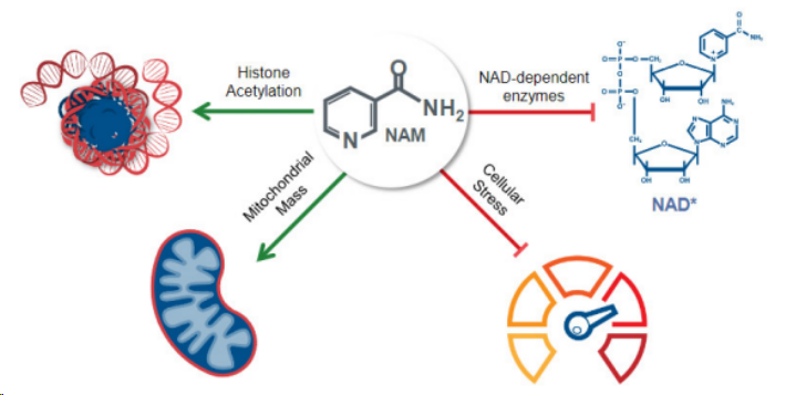 ▲NAM細胞擴增技術原理(圖片來源:Gamida cell官網) ▲NAM細胞擴增技術原理(圖片來源:Gamida cell官網)