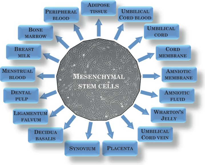 間充質干細胞可以從多種來源中分離出來? 間充質干細胞可以從多種來源中分離出來?
