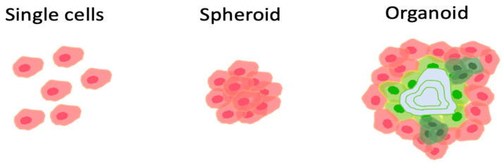 圖1:組織移植的方式。 圖1:組織移植的方式。
