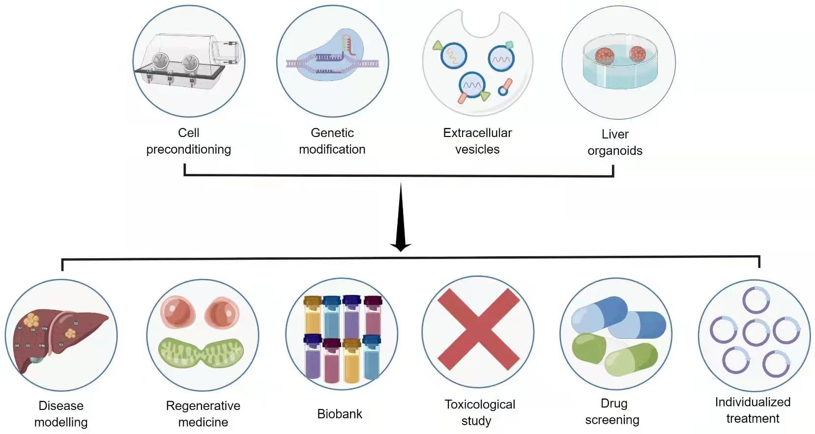 圖3：干細胞治療肝病的新策略和應用前景。