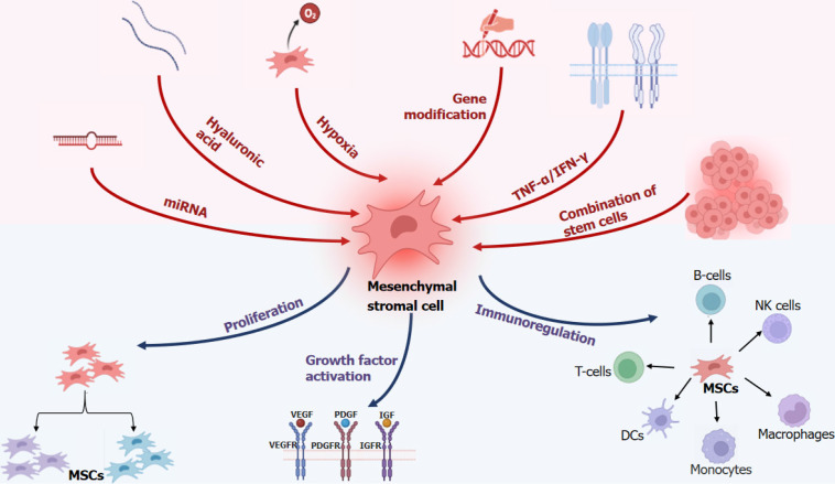 圖1：多重治療促進間充質干細胞功能。