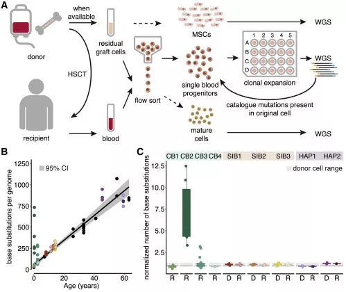△瑪西瑪公主兒童腫瘤中心研究證實：人類造血干細(xì)胞移植相關(guān)的突變積累基本在健康基線范圍內(nèi)，干細(xì)胞移植不會增加DNA突變概率