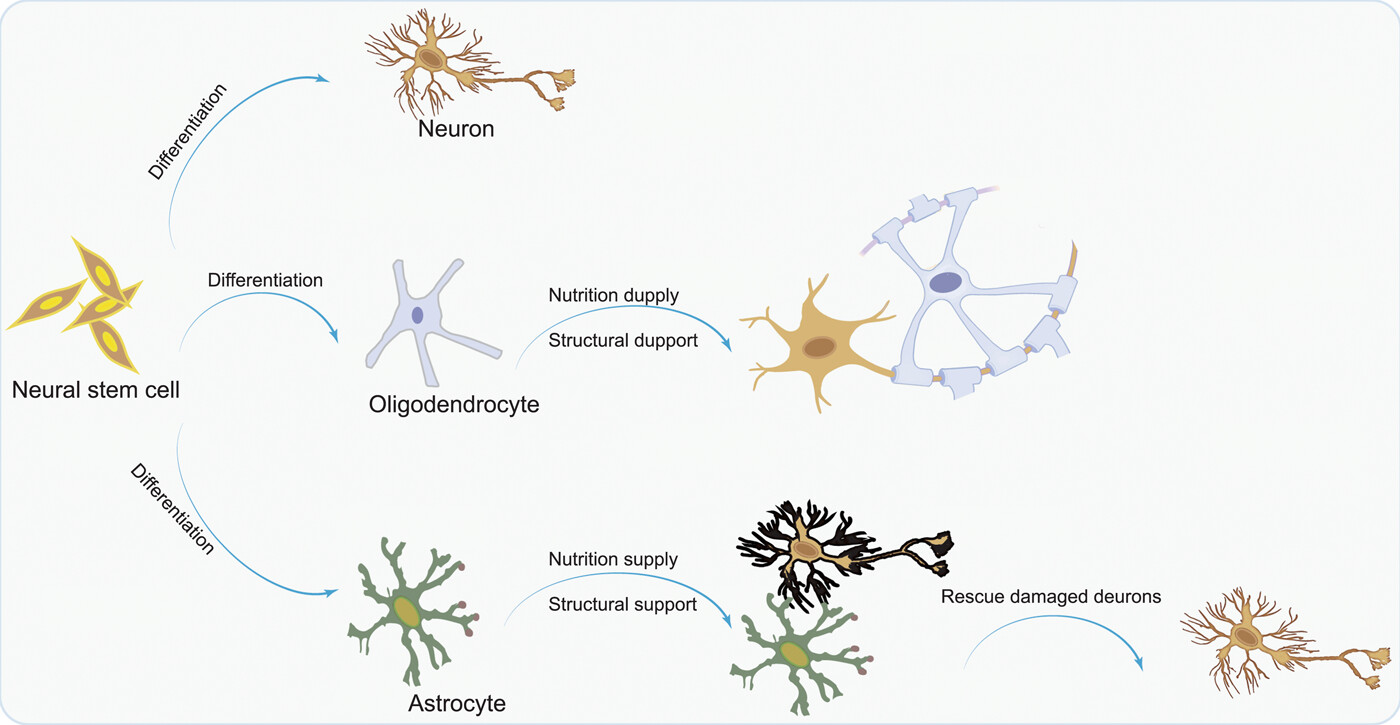 圖1：NSC分化為神經元，以補充大腦中因疾病而損失的神經元；少突膠質細胞