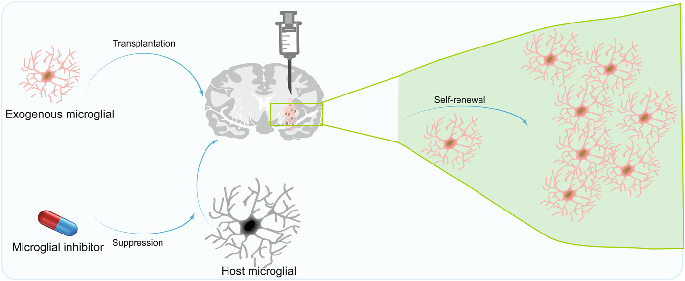 圖4：移植小膠質細胞治療神經系統疾病的機制