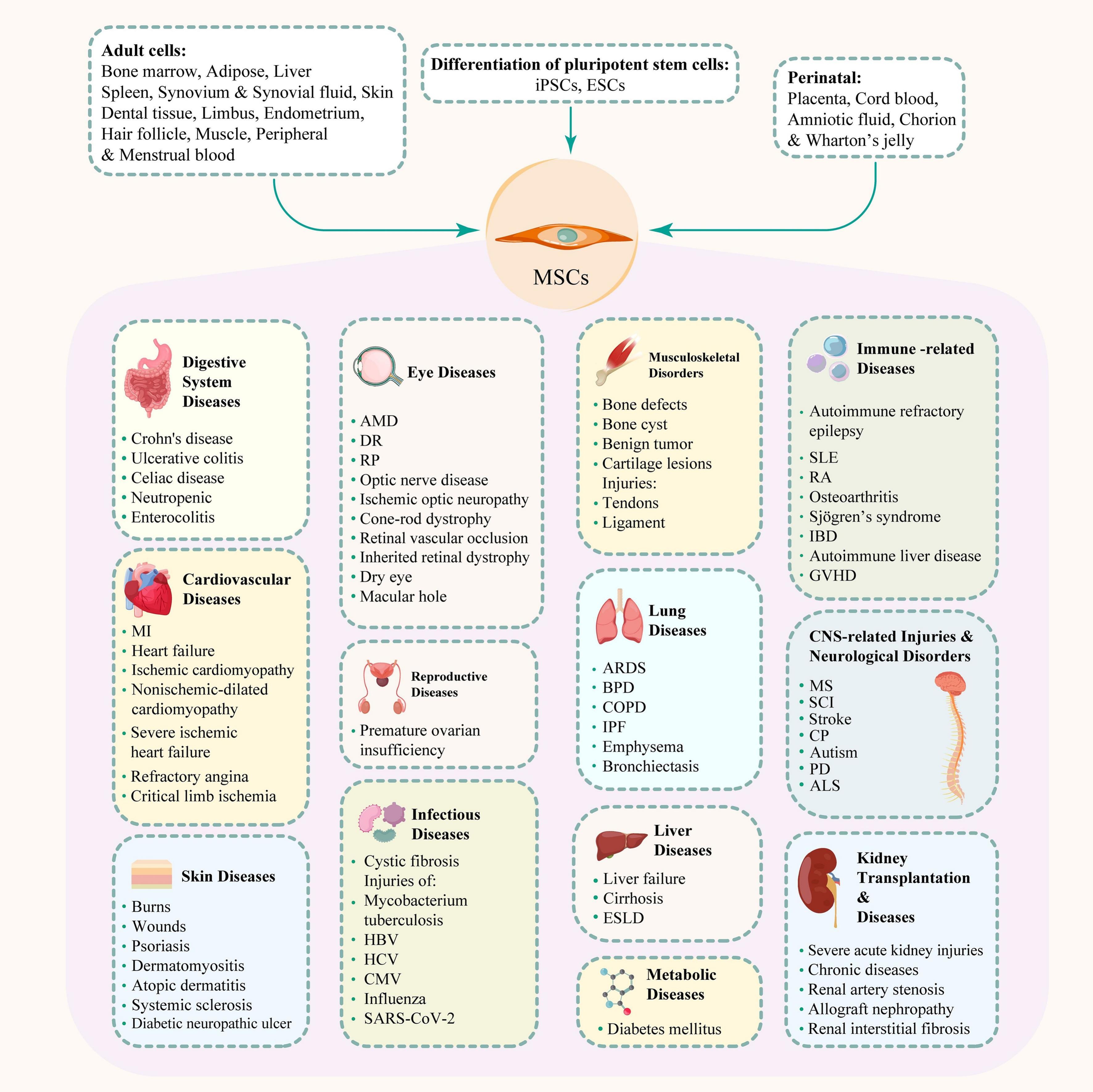 圖2:間充質干細胞、其來源和治療潛力。 圖2:間充質干細胞、其來源和治療潛力。
