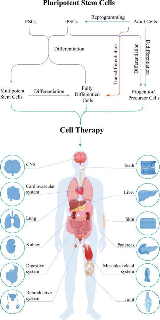 快速搞懂細胞全家福:同為細胞,它們有何不同?臨床應用潛力如何? 快速搞懂細胞全家福:同為細胞,它們有何不同?臨床應用潛力如何?