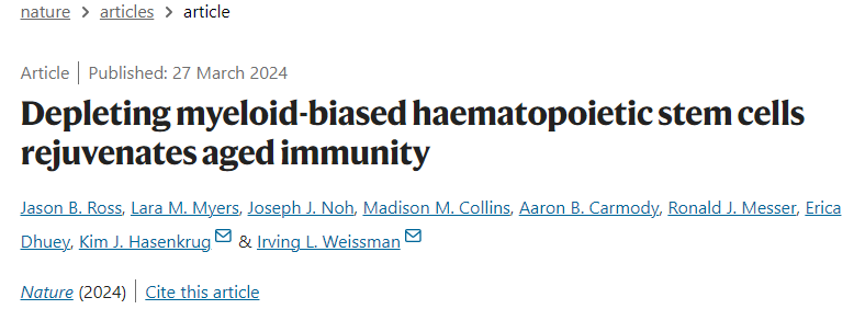 消除髓系造血干細胞可恢復衰老的免疫力 消除髓系造血干細胞可恢復衰老的免疫力
