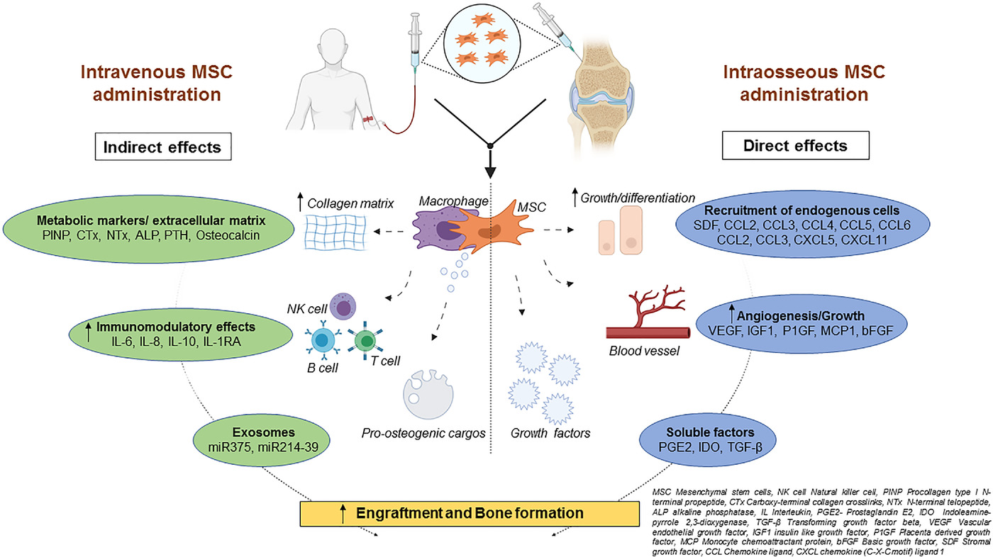圖2:該圖顯示了根據文獻16-18和TERCELOI6試驗數據推測的間充質干細胞體內分子機制及其給藥后對各種細胞功能的作用。 圖2:該圖顯示了根據文獻16-18和TERCELOI6試驗數據推測的間充質干細胞體內分子機制及其給藥后對各種細胞功能的作用。
