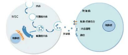 干細胞外泌體 干細胞外泌體