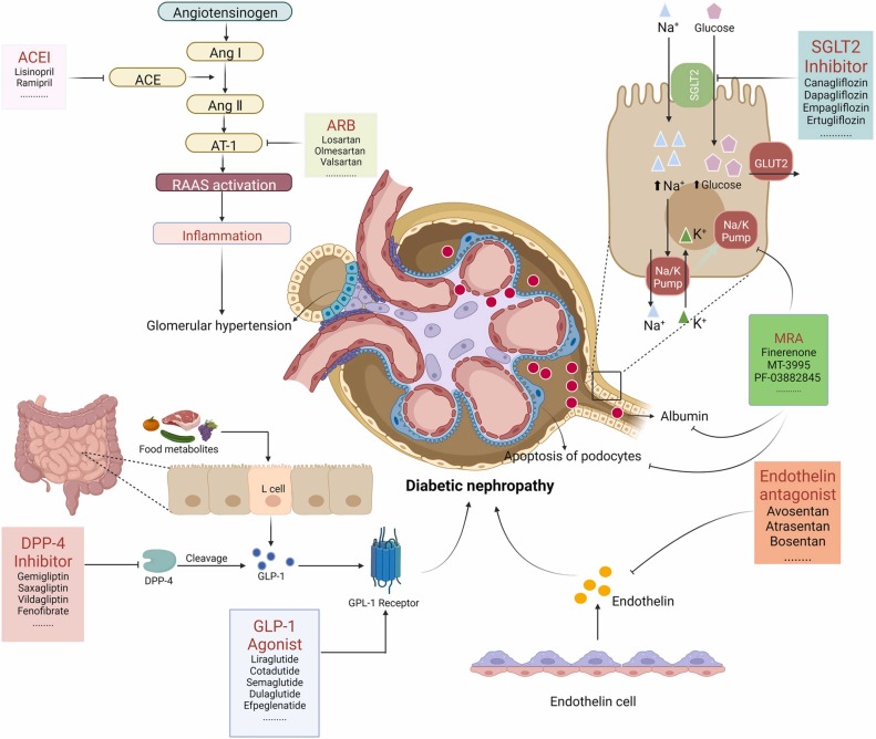 圖3：糖尿病腎病代表性藥物治療的基本機制。