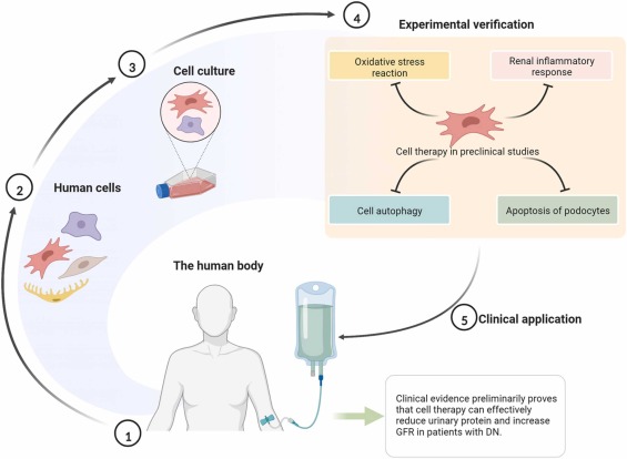 圖4 .糖尿病腎病的細胞療法