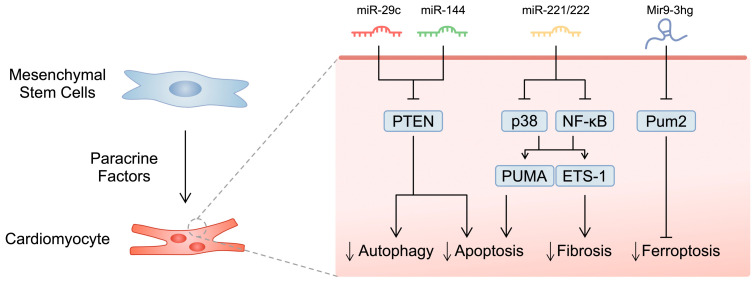 圖1：所選研究的示意圖，展示了間充質干細胞分泌的microRNA分子對心肌細胞的影響。