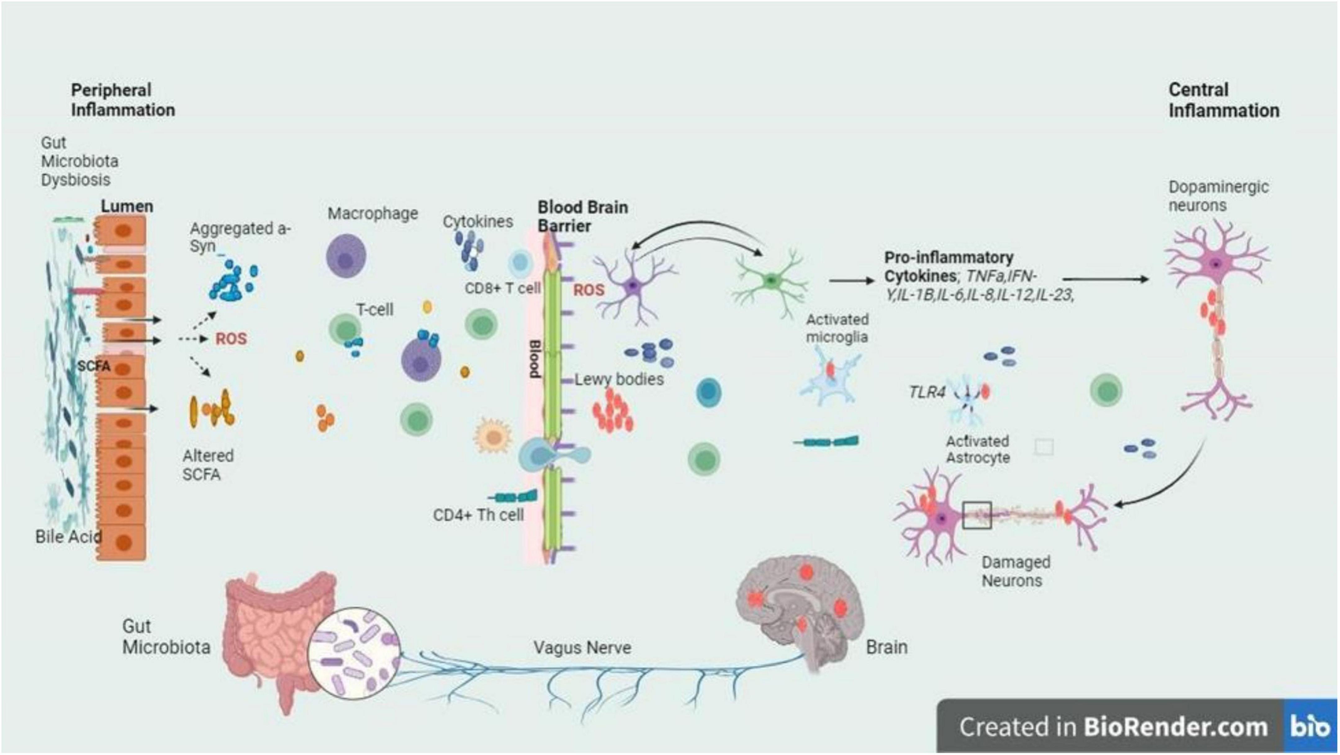 圖3：圖中的信號通路描繪了帕金森病腸道軸和大腦軸之間錯綜復雜的關系，重點是腸道內腔和BBB的菌群失調引發(fā)的炎癥級聯(lián)反應