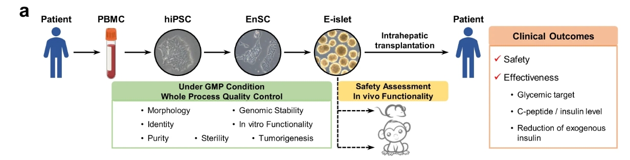a?E-胰島的生成和質量控制以及E-胰島移植的安全性/有效性評估的主要程序簡要說明。