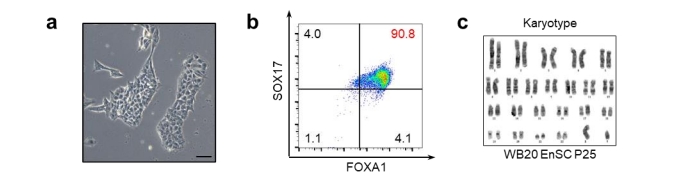 Enscs的形態、FACS的結果、WB20EnSC系的染色體分型結果