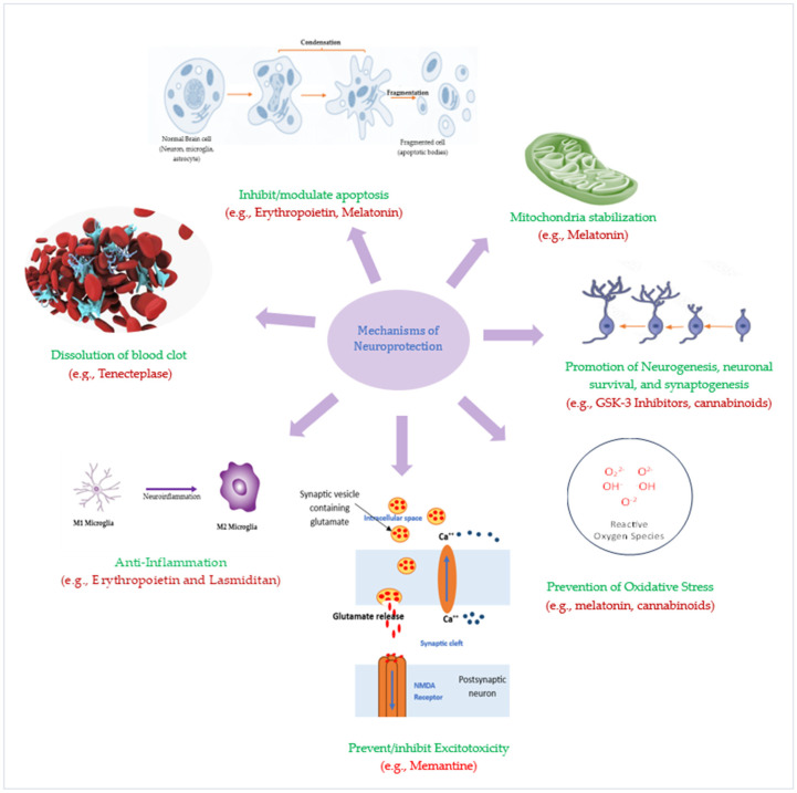 圖3：潛在神經保護療法的神經保護機制。