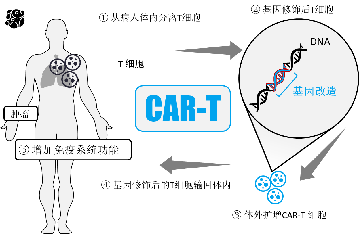 CAR-T細(xì)胞治療機(jī)制