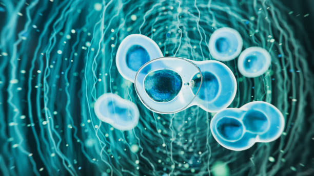 干細(xì)胞移植的新方法可能會克服免疫排斥