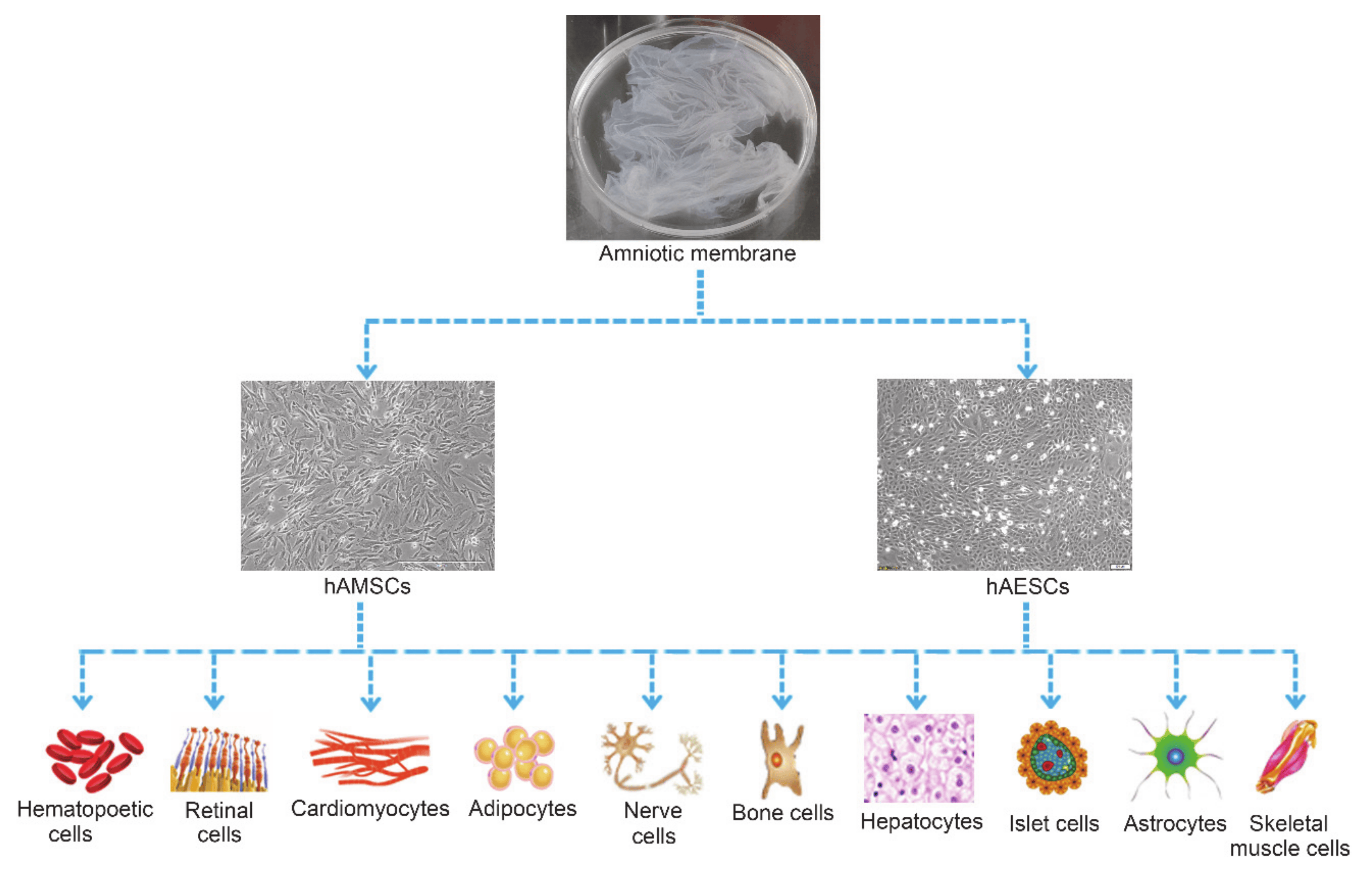 圖2:hAMSC和hAESC的多分化潛力。 圖2:hAMSC和hAESC的多分化潛力。