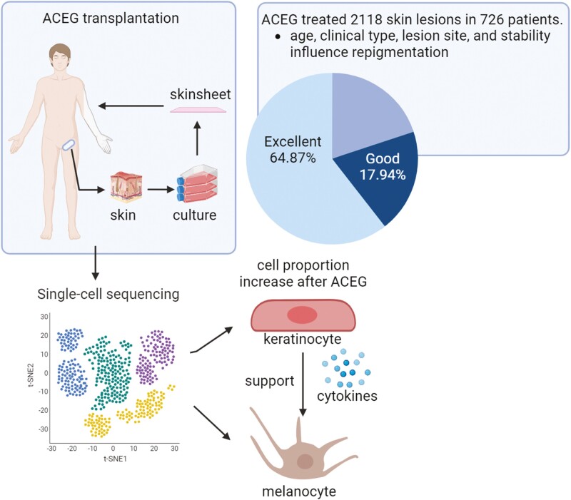 ACEG在治療節段性白癜風、下肢病變、年齡≤18、穩定期>3年方面表現出更好的效果
