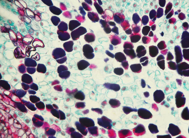 什么是間充質干細胞-脂肪間充質干細胞有什么特征？