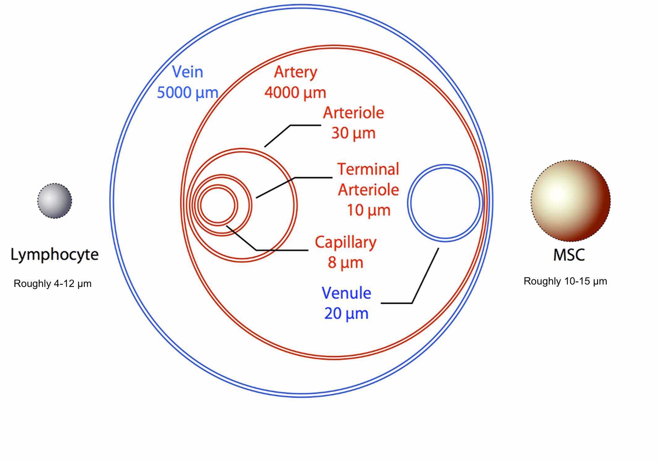 物理尺寸對全身任何細(xì)胞的遷移能力都起著至關(guān)重要的作用。 物理尺寸對全身任何細(xì)胞的遷移能力都起著至關(guān)重要的作用。