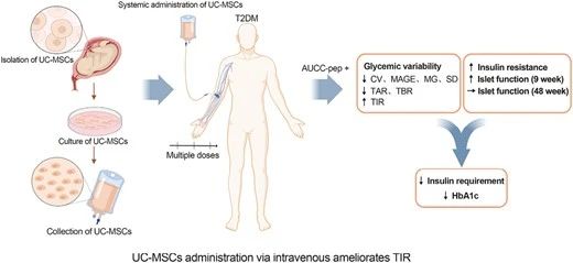 UC-MSCs可以通過靜脈輸注的方式來改善2型糖尿病患者的血糖控制。