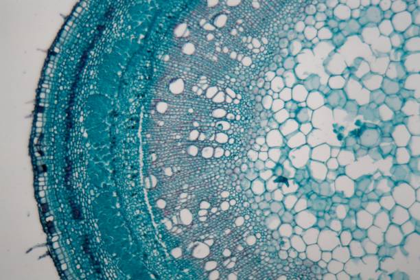 干細胞突破：EPHA2蛋白可能是更安全的再生療法的關鍵