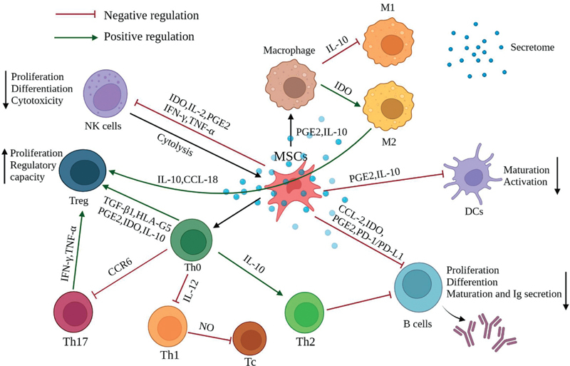 圖2:間充質干細胞充當免疫調節劑,影響其他免疫細胞的行為以產生更平衡的免疫反應 圖2:間充質干細胞充當免疫調節劑,影響其他免疫細胞的行為以產生更平衡的免疫反應