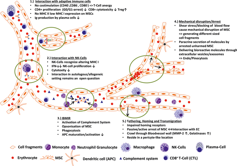 圖3:靜脈注射后間充質干細胞與組織微環境的相互作用 圖3:靜脈注射后間充質干細胞與組織微環境的相互作用