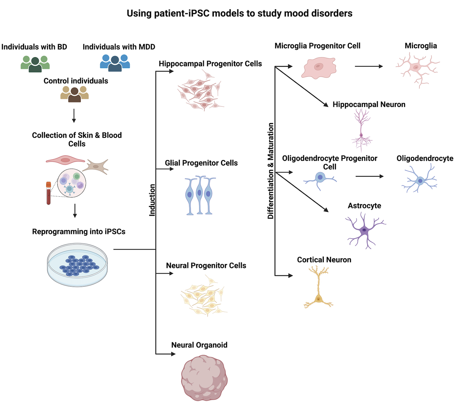 圖1:使用患者-iPSC模型研究情緒障礙。收集患者的皮膚或血液細胞,并使用先前建立的方案將其重新編程為iPSC 圖1:使用患者-iPSC模型研究情緒障礙。收集患者的皮膚或血液細胞,并使用先前建立的方案將其重新編程為iPSC