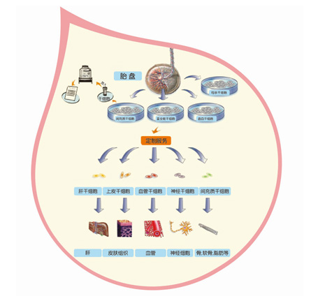 什么是胎盤干細胞:胎盤干細胞來源、臨床作用 什么是胎盤干細胞:胎盤干細胞來源、臨床作用