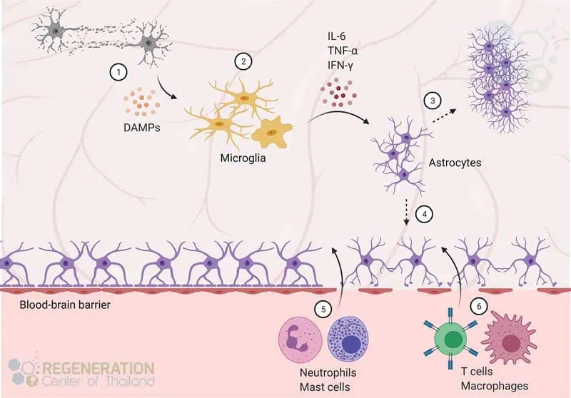神經元干細胞繞過血腦屏障 神經元干細胞繞過血腦屏障
