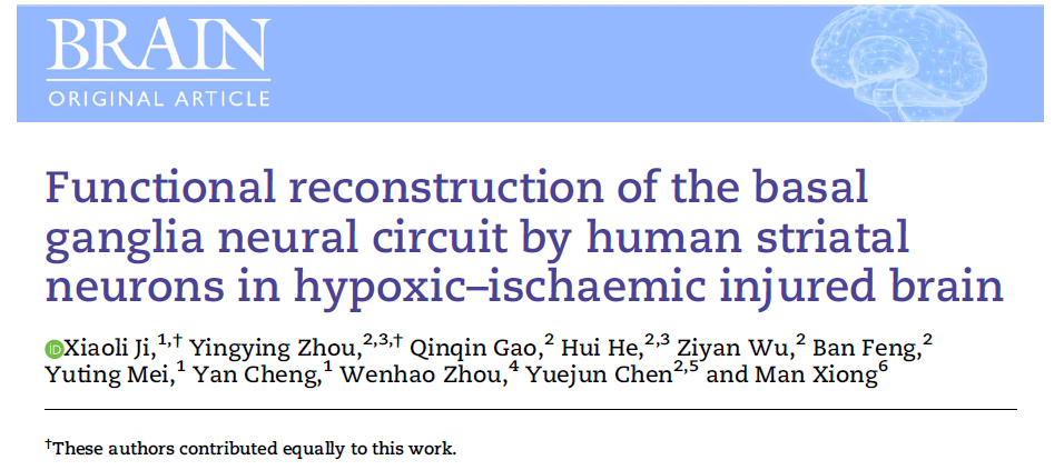 缺氧缺血性腦損傷中人類紋狀體神經元對基底神經節神經回路的功能重建 缺氧缺血性腦損傷中人類紋狀體神經元對基底神經節神經回路的功能重建