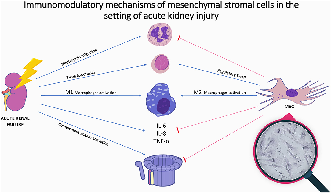 圖1：間充質基質細胞在急性腎損傷中的免疫調節機制。
