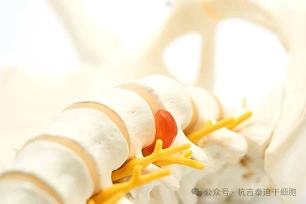 干細胞療法與骨骼系統