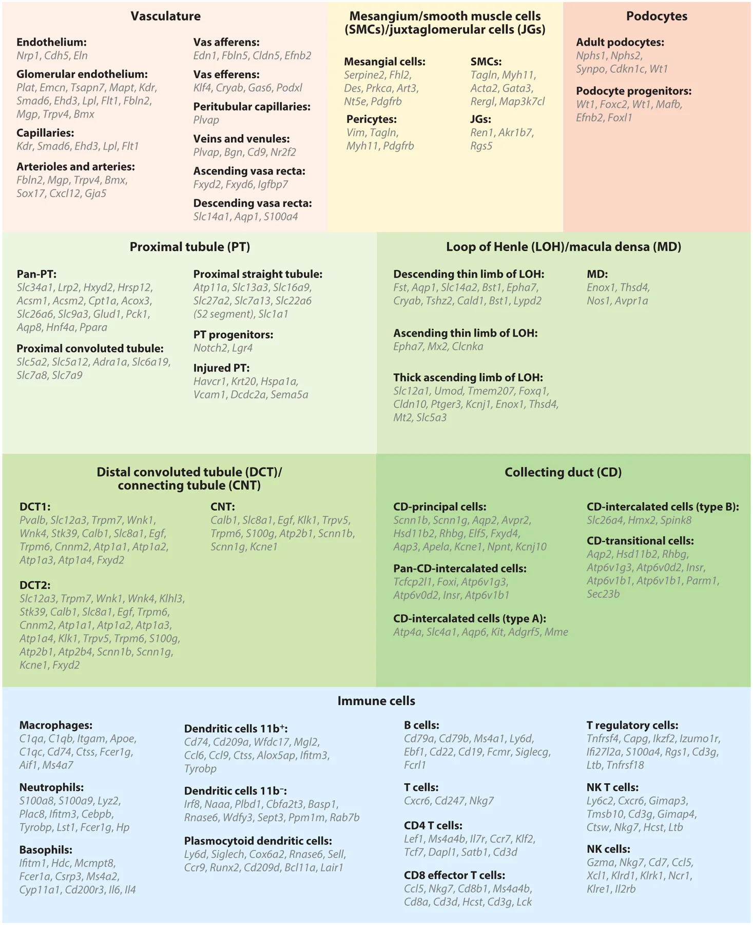 圖4:腎臟上皮細(xì)胞、內(nèi)皮細(xì)胞和免疫細(xì)胞的細(xì)胞類型特異性標(biāo)記基因 圖4:腎臟上皮細(xì)胞、內(nèi)皮細(xì)胞和免疫細(xì)胞的細(xì)胞類型特異性標(biāo)記基因