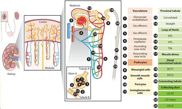 圖 1:腎臟上皮細(xì)胞和內(nèi)皮細(xì)胞概覽。圖片來源:PMID:34843404