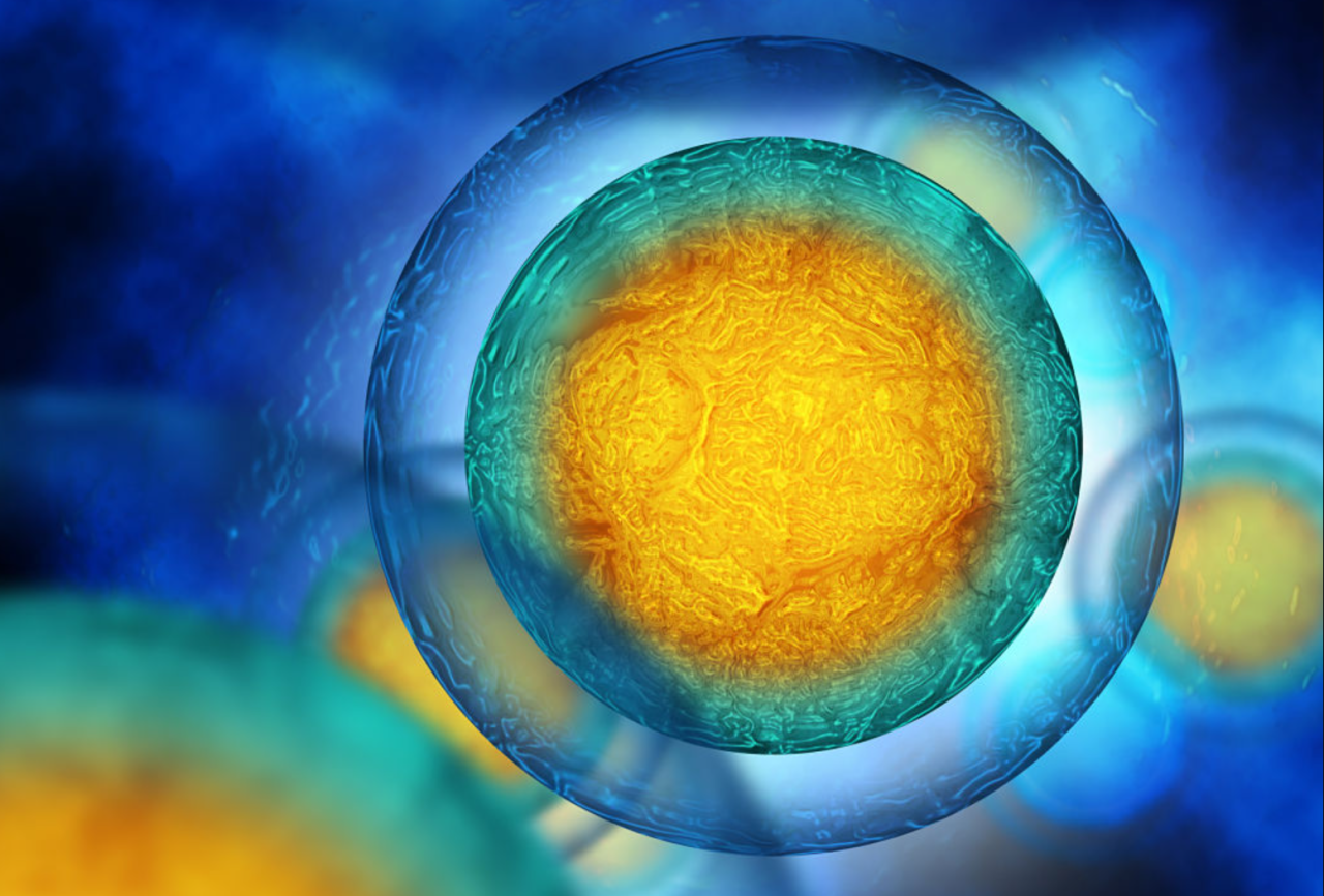 間充質(zhì)干細(xì)胞示意圖