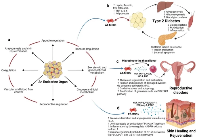 不建議使用自體AT-MSC治療T2DM等代謝疾?。▓D4）。