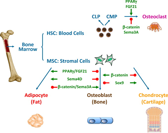 骨髓間充質干細胞的來源、特性、作用是什么? 骨髓間充質干細胞的來源、特性、作用是什么?