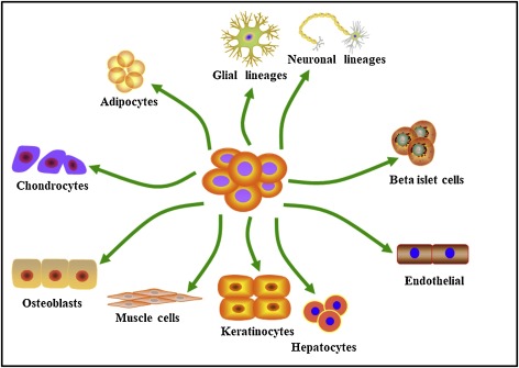 脂肪間充質(zhì)干細胞的來源、特性、作用是什么? 脂肪間充質(zhì)干細胞的來源、特性、作用是什么?