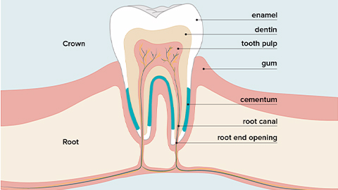 牙髓間充質干細胞的來源、特性、作用是什么？