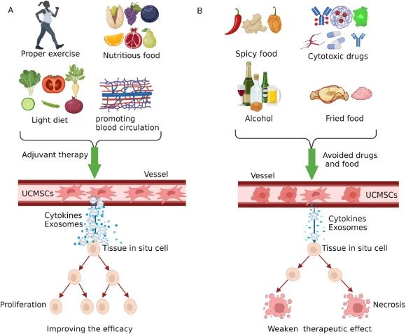 四、臍帶間充質(zhì)干細(xì)胞治療期間的注意事項(xiàng)