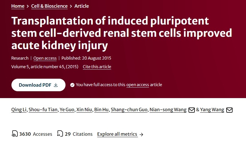 誘導性多能干細胞來源的腎干細胞移植改善急性腎損傷