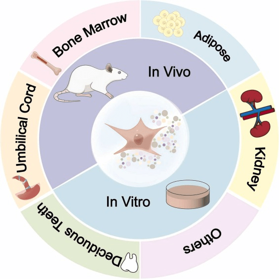 圖1：間充質干細胞 (MSC) 及其衍生的外泌體 (MSCs-Exo) 的多種來源。