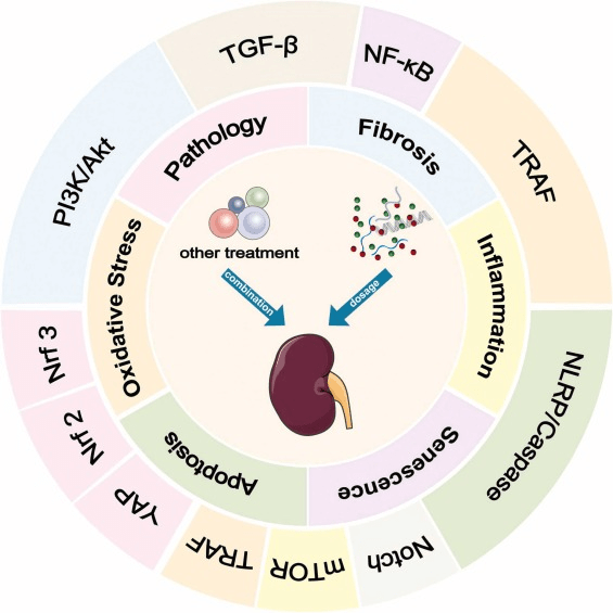 圖2：間充質干細胞 (MSC) 及其衍生的外泌體 (MSCs-Exo) 在糖尿病腎病治療中的機制和途徑。