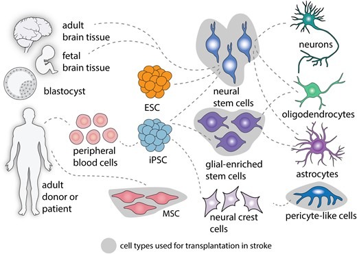 圖2:中風后細胞治療的細胞類型。 圖2:中風后細胞治療的細胞類型。