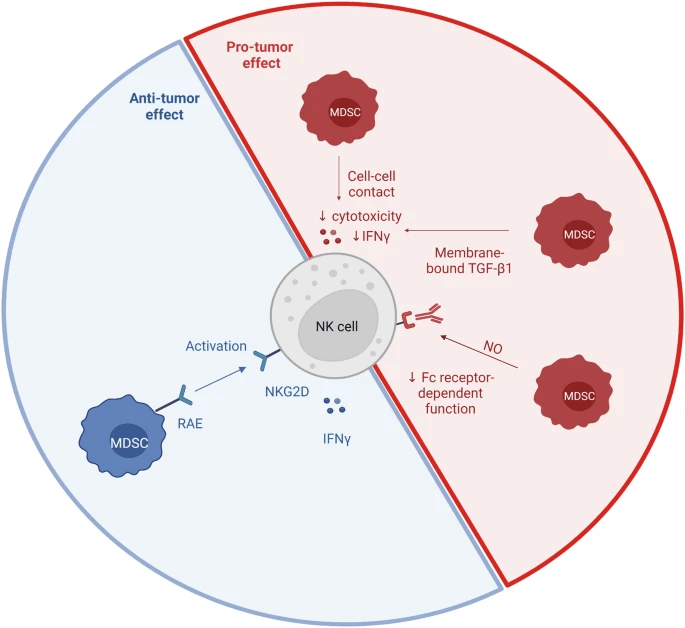 圖3：NK細胞和MDSC相互作用