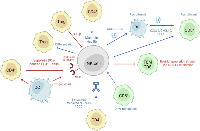圖6：NK細胞和T細胞相互作用。
